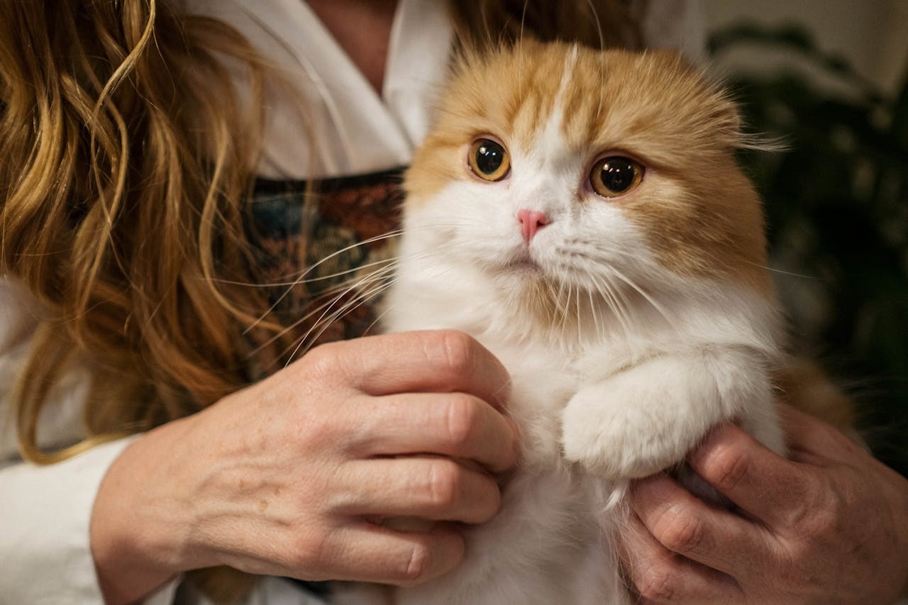The Best Way to Introduce Yourself to a Cat