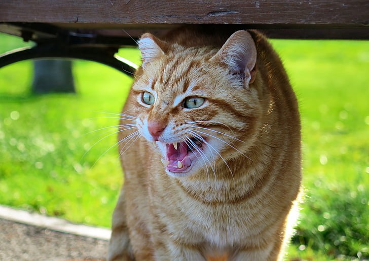 The Hiss and How: Tackling Fear and Anxiety in Cats