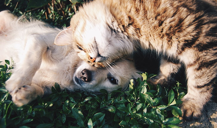 Feline Frenemies: Understanding and Resolving Cat Aggression Toward Other Pets